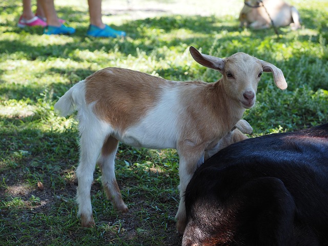 Free Goat Mammalia photo and picture