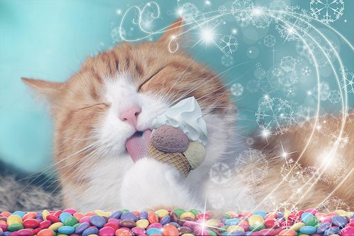 Katze, Niedlich, Essen, Xue Ju, Dessert
