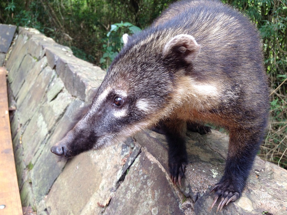 Coati Bear Predator - Free photo on Pixabay - Pixabay
