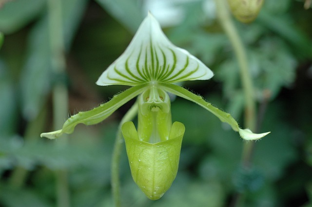 Free Orchid Nature photo and picture