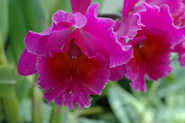 Free Orchid Flower photo and picture