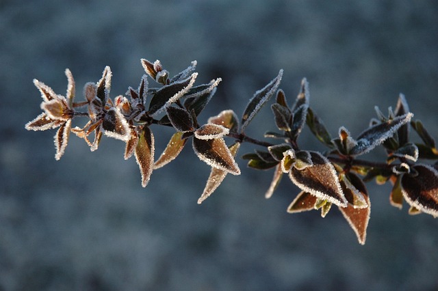 Free Plant Winter photo and picture