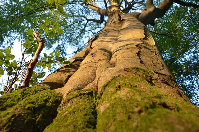 Free Trees Forest photo and picture