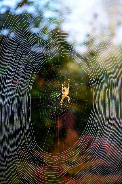 Free Canvas Spider photo and picture