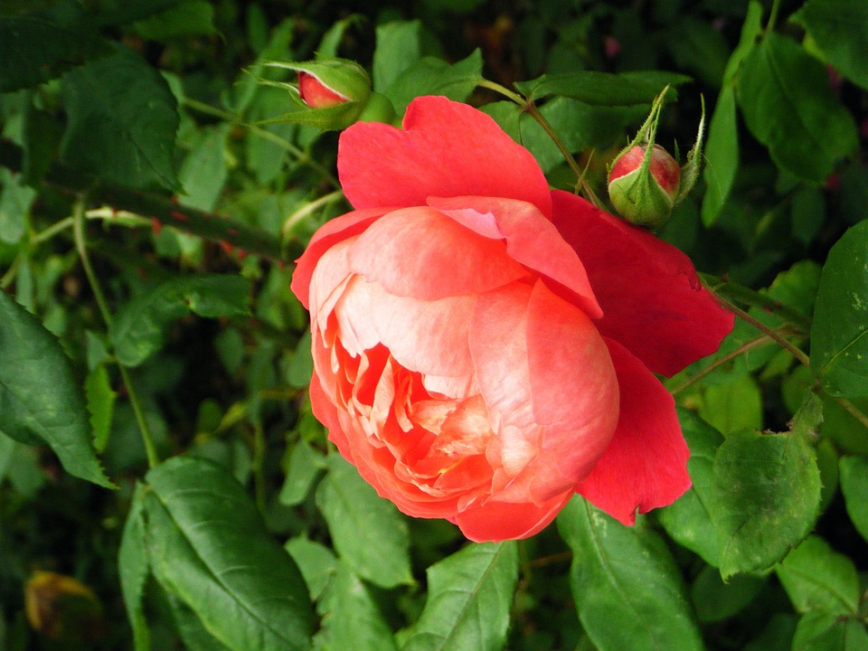 Fleur Roe Rose Fleur Jardin - Photo gratuite sur Pixabay - Pixabay