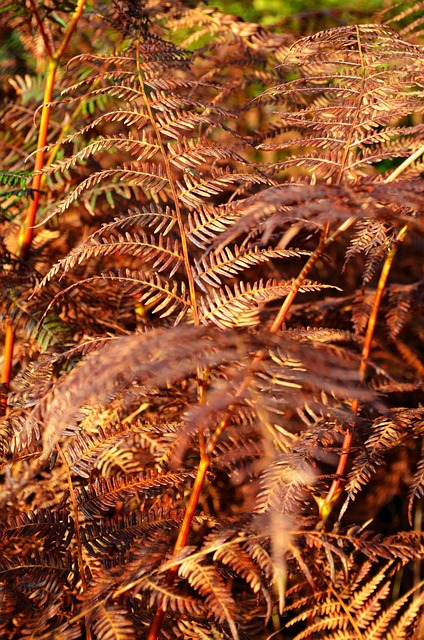 Free Fern Forest photo and picture