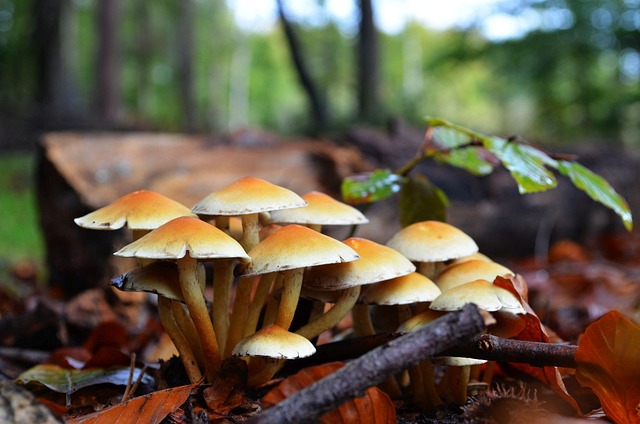 Free Fungus Fall photo and picture
