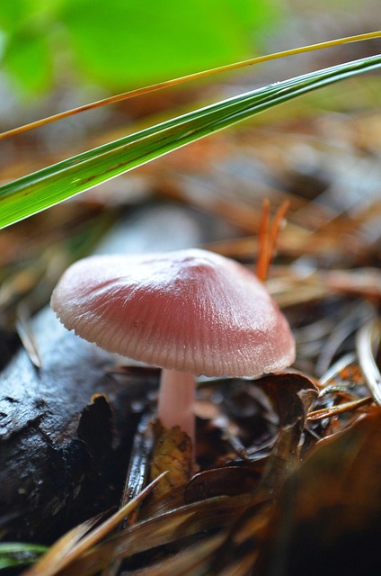 Free Fungus Forest photo and picture