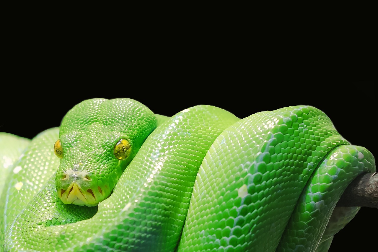 Plus De 90 000 Images De Dessins Serpent Et De Serpent Pixabay Plus De 90 000 Images De Dessins Serpent Et De Serpent Pixabay