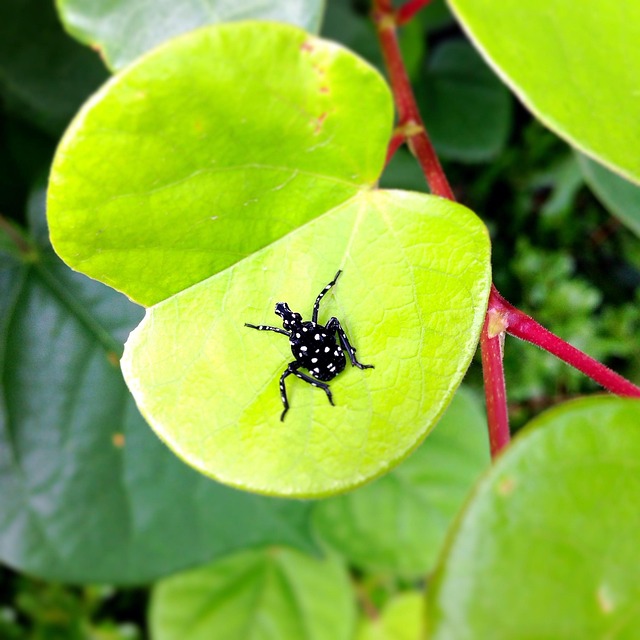Free Small Bug Nature photo and picture