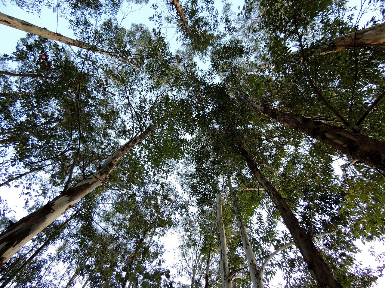 桉树 树木 人工林 - Pixabay上的免费照片 - Pixabay