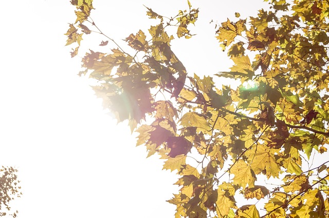 Free Autumn Leaves photo and picture