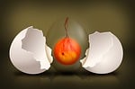 embryo, chicks, egg