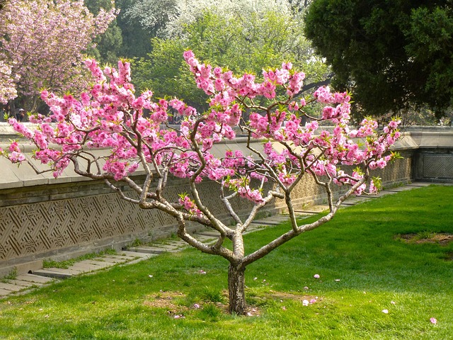 Free Nature Flowers photo and picture