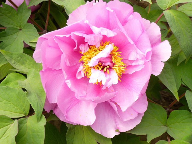 Free Flower Garden photo and picture