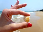 beach, seashell, toenail