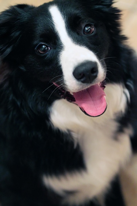 Dog Animal Border - Free photo on Pixabay - Pixabay