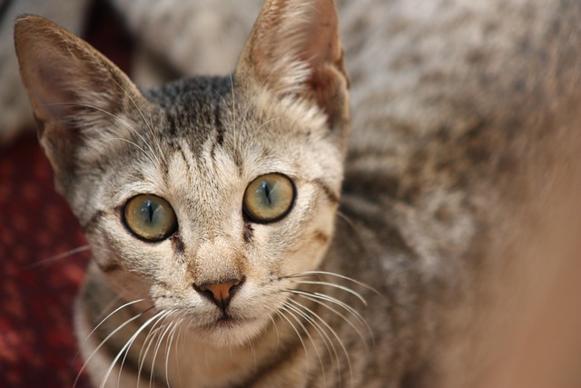 Free Cat Cute photo and picture