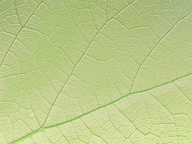 Free leaf nature green illustration