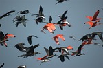ibis, bird, crow flies