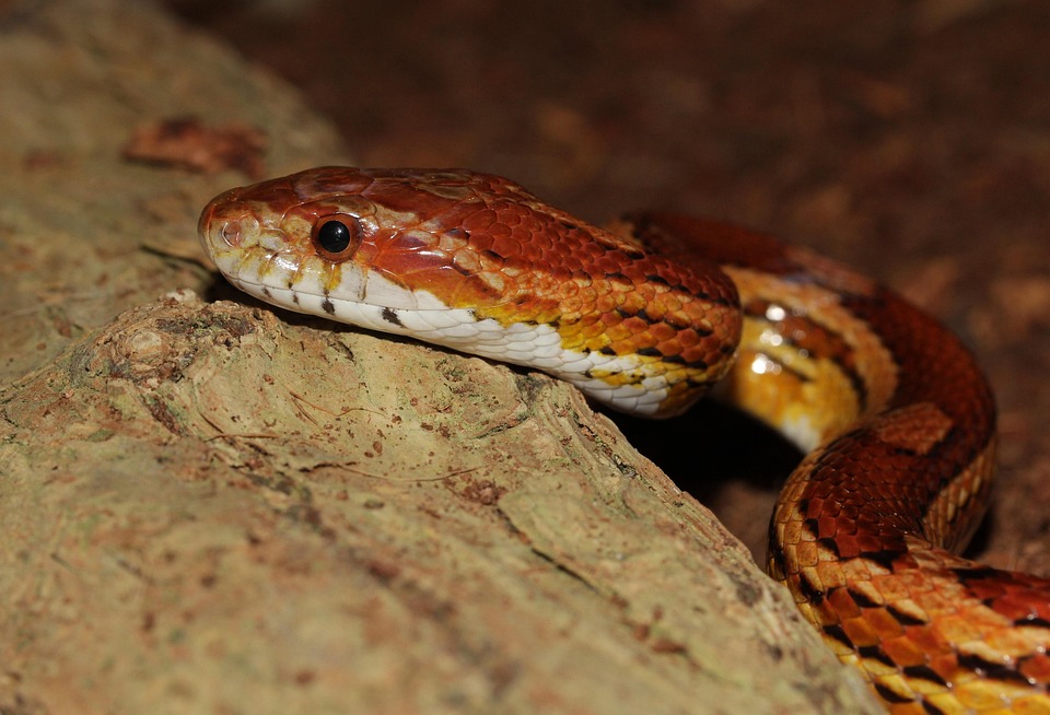 Corn Snake, Snake, Pantherophis Guttatus, Terraristik