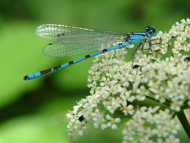 Free Dragon-Fly Blue photo and picture