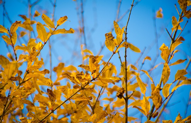 Free The Leaves Yellow photo and picture