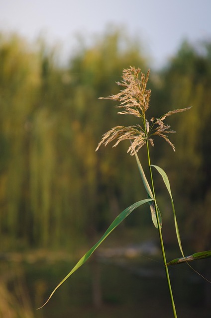 Free Plant Material photo and picture