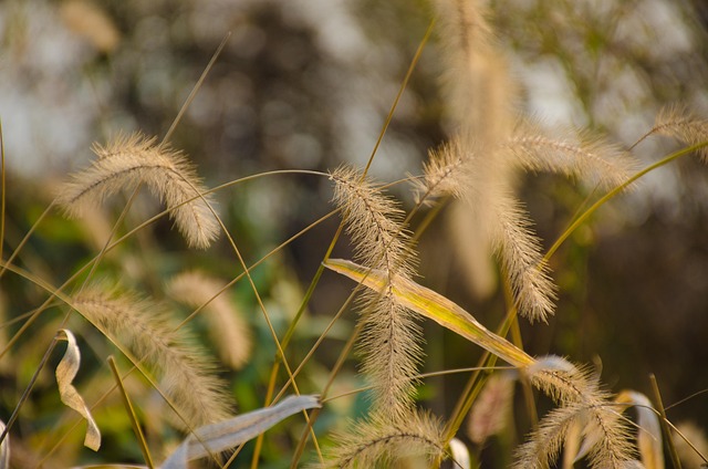 Free Plant Yellow photo and picture