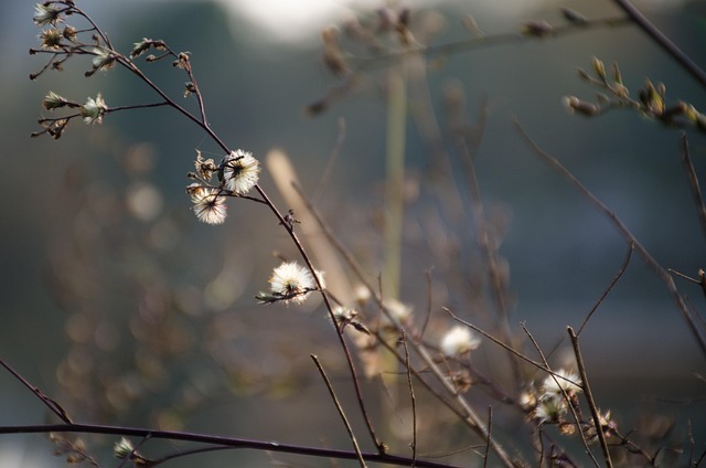 Free Plum Blossom Plant photo and picture