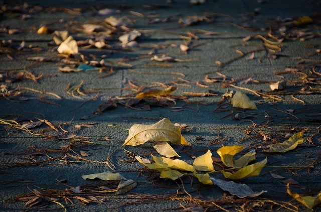 Free Defoliation The Leaves photo and picture