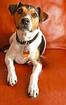 dog, jack russel, animal