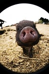 pig, nose, sniffing
