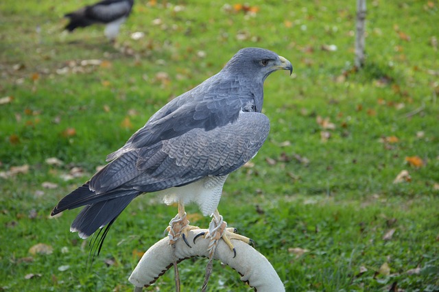 Free Hawk Predator photo and picture