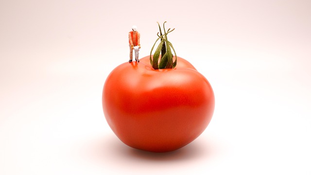 Free Tomato Food photo and picture