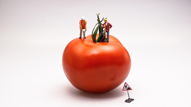 Free Tomato Food photo and picture