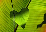 green, leaf, heart