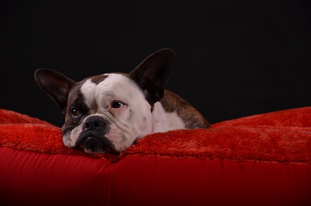 Free Dog Pet photo and picture