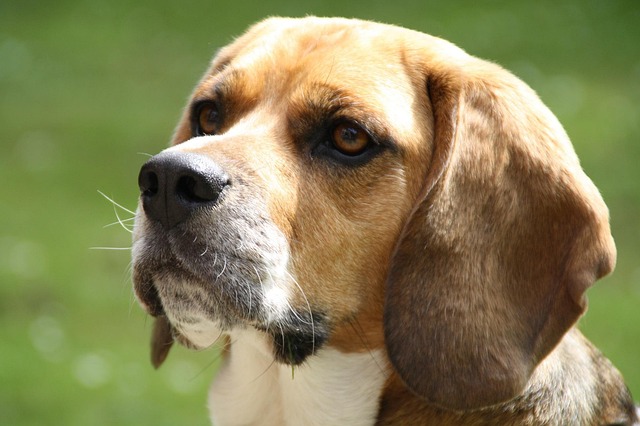 Free Beagle Dog photo and picture