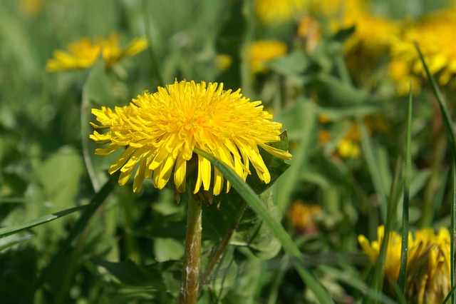 Free Dandelion Flower Wallpaper photo and picture