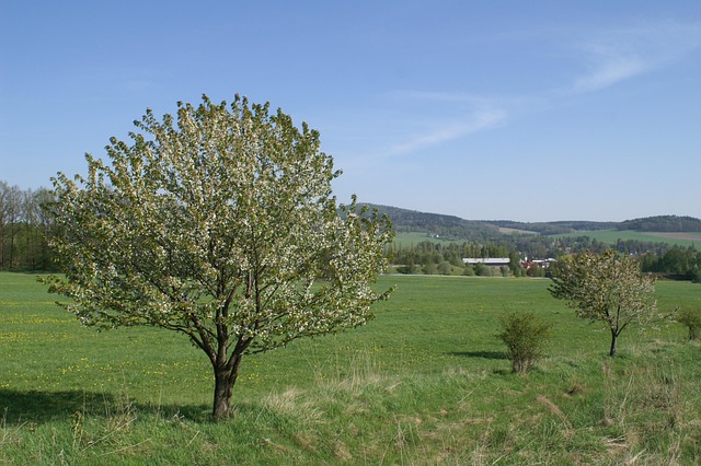Free Spring Nature photo and picture