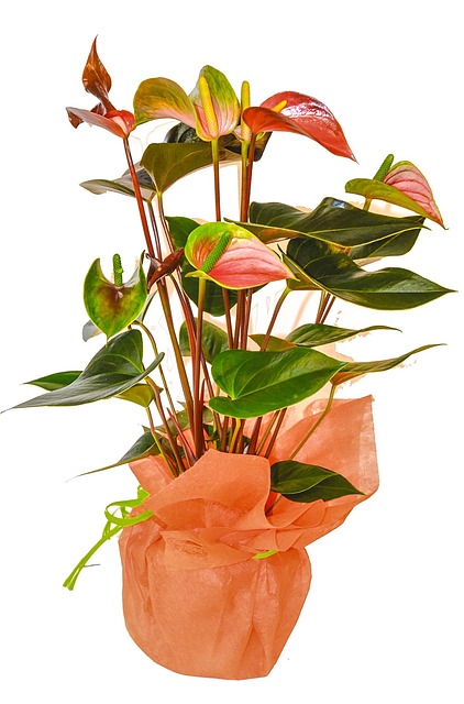 Planta De Casa, Plantar, Casa De Dormir