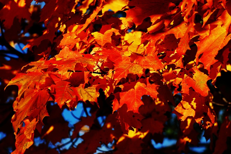 Free photo: Maple, Tree, Autumn, Fall, Leaf - Free Image on Pixabay ...