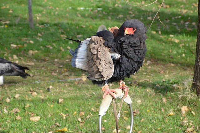Free Eagle Terathopius Ecaudatus photo and picture