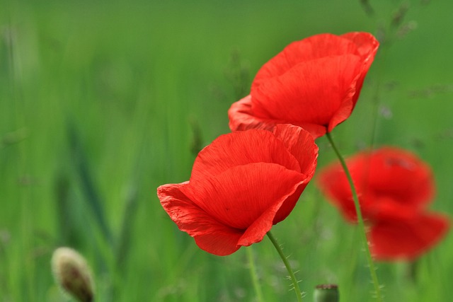 Free Poppy Flower Wallpaper photo and picture