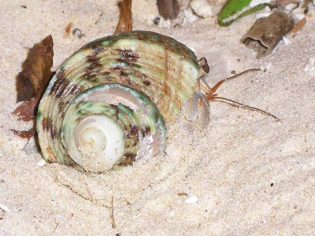 Free Snail Crab photo and picture