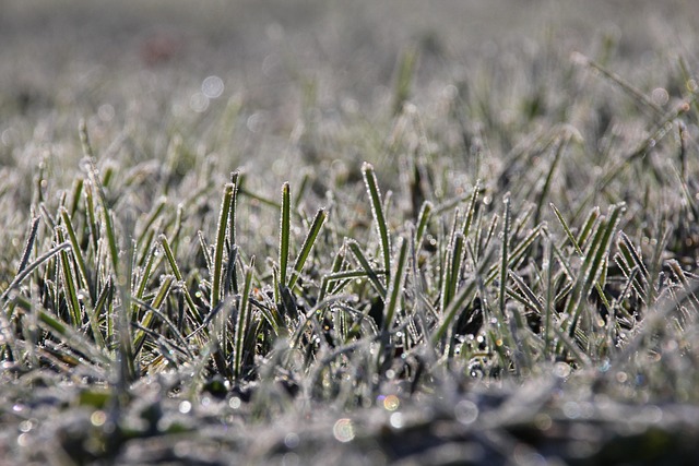 Free Grass Frost photo and picture