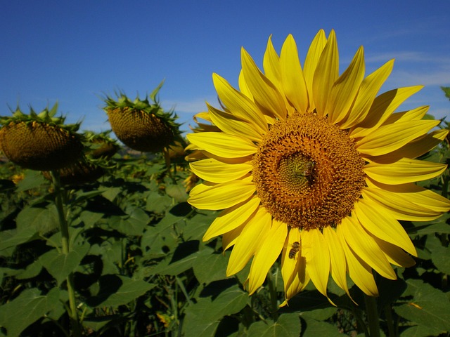 Bloemen, Zonnebloem, Zomer