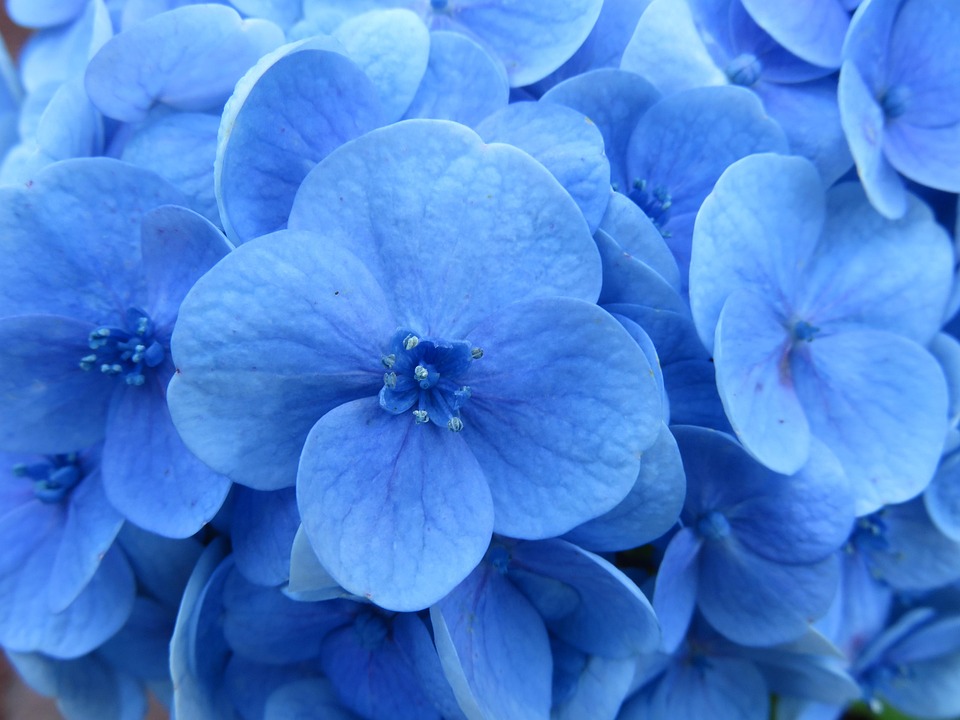 あじさい 花 青 Pixabayの無料写真