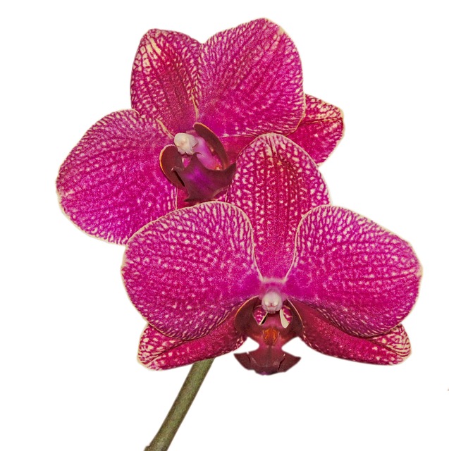 Free Orchid Phalaenopsis photo and picture